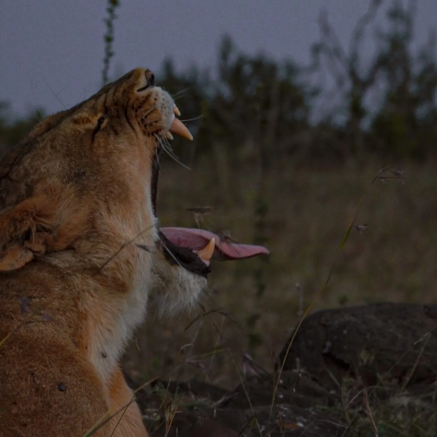 Kenya — lioness on the savannah